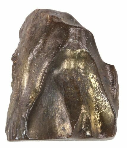 Triceratops Shed Tooth - Montana #53638